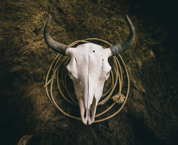 BISON SKULL ON HIDE